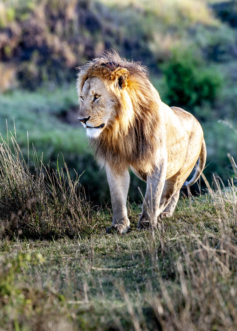 Male Lion — Crowned in gold